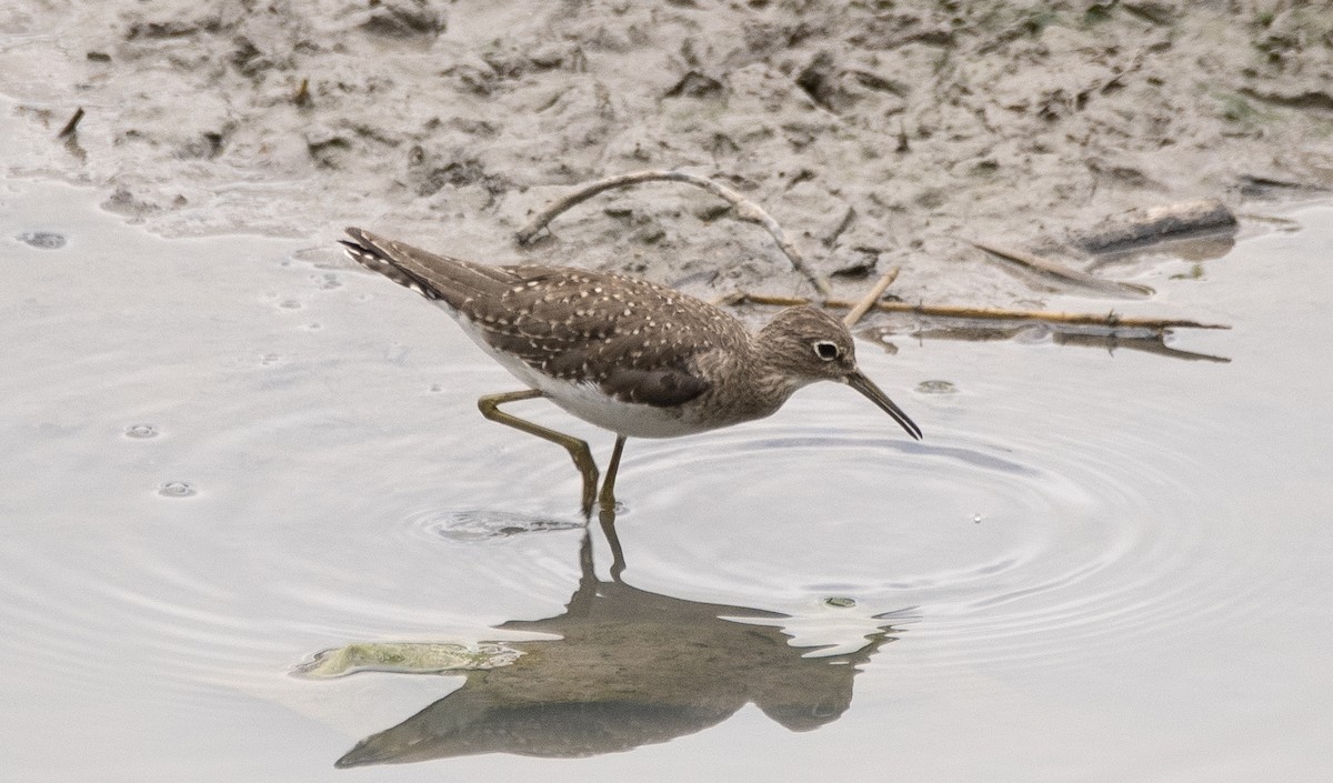 Solitary Sandpiper - ML644720937