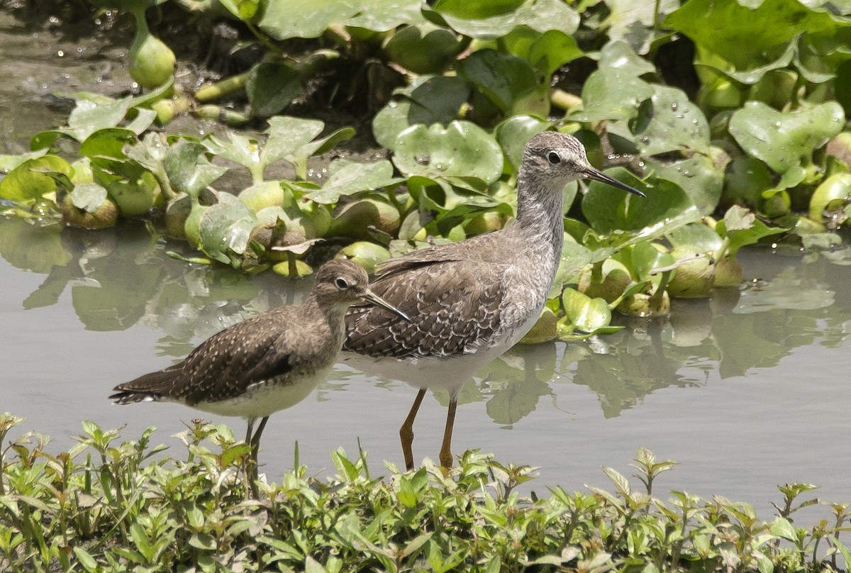 Solitary Sandpiper - ML644720938