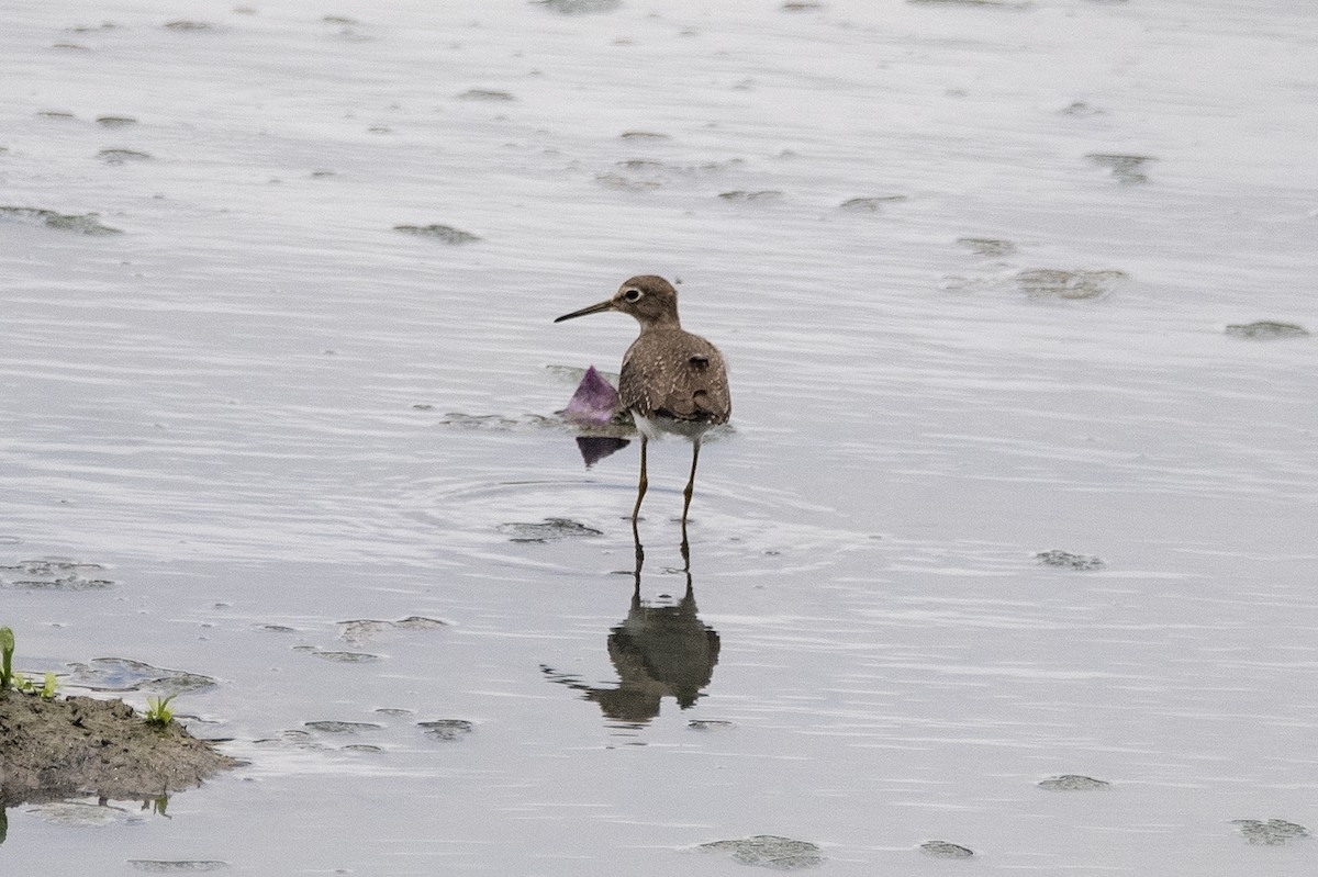 Solitary Sandpiper - ML644720940