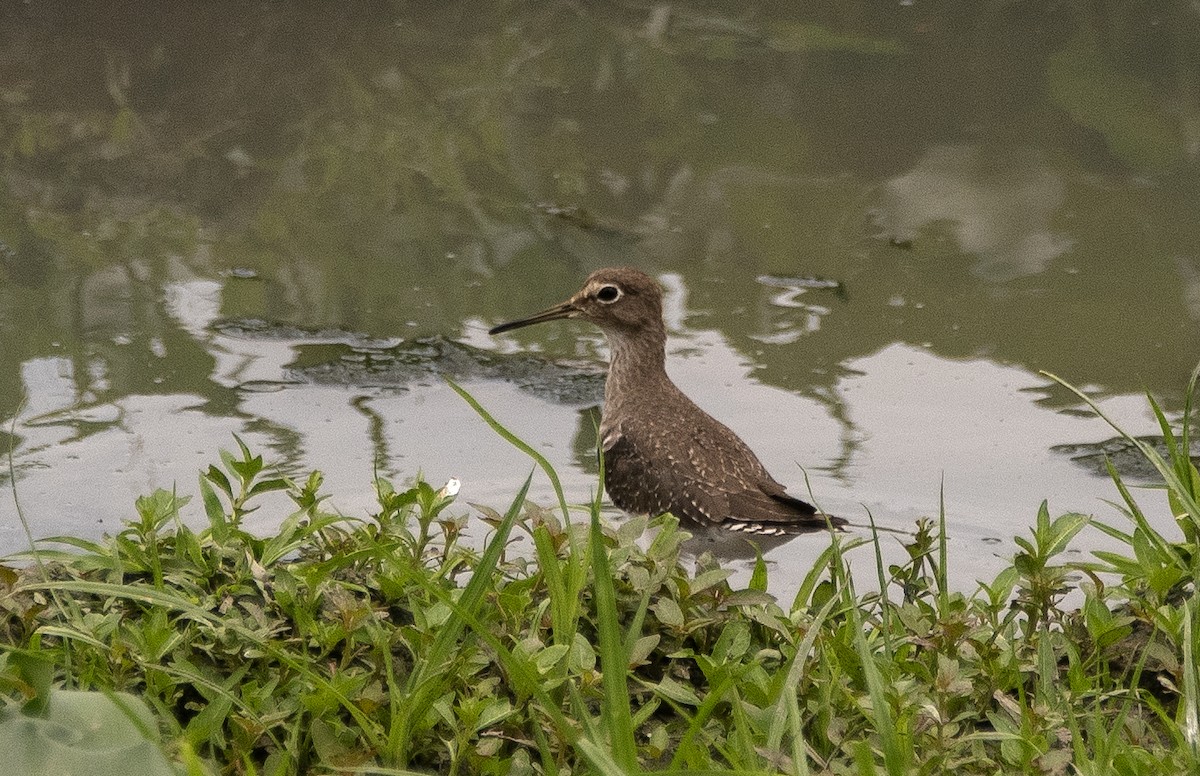 Solitary Sandpiper - ML644720941