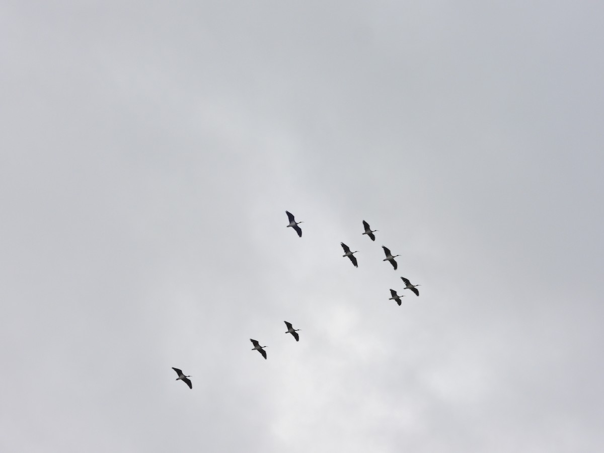 Straw-necked Ibis - ML644720942