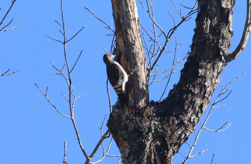 Red-headed Woodpecker - ML644720943