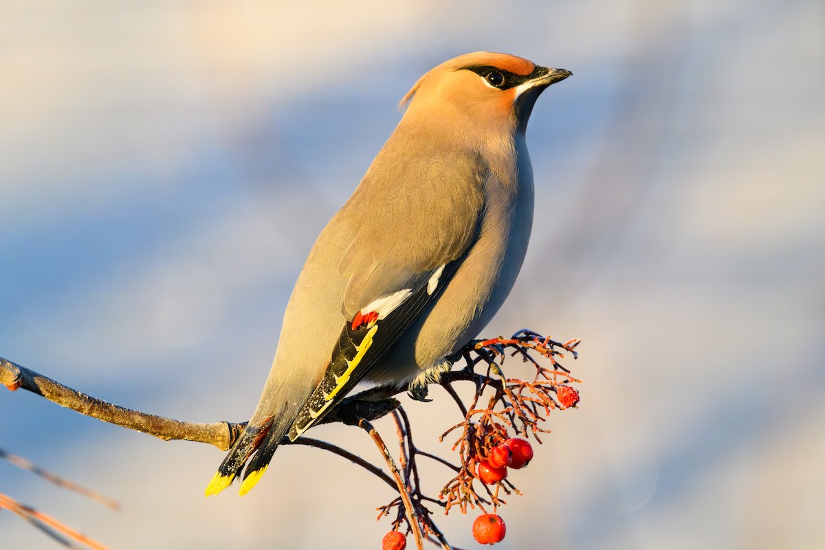 brkoslav severní - ML644720944