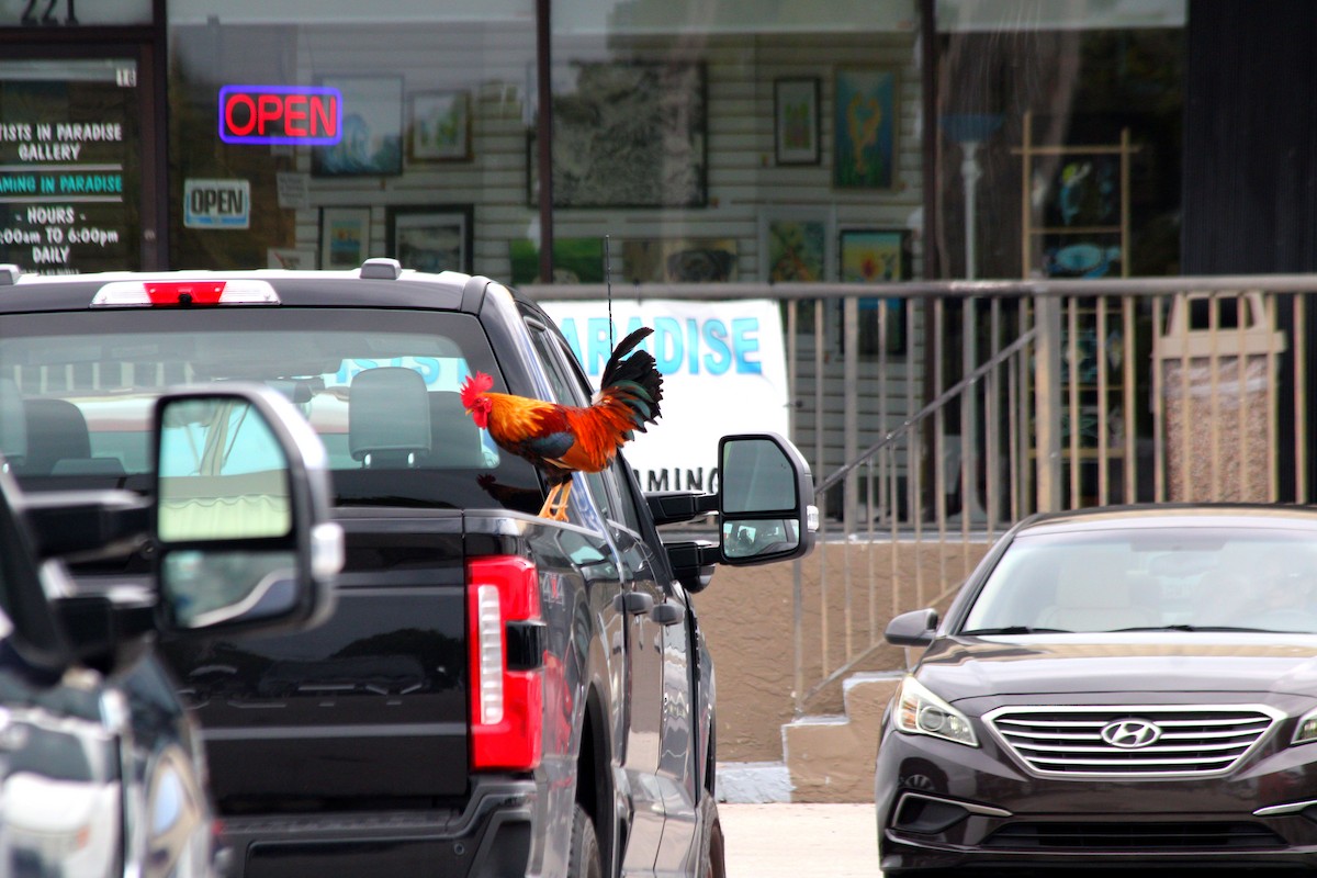 Red Junglefowl - ML644720945