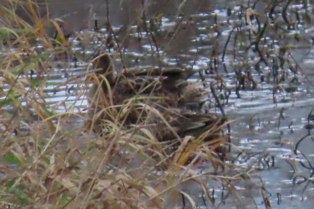 Green-winged Teal - ML644720946