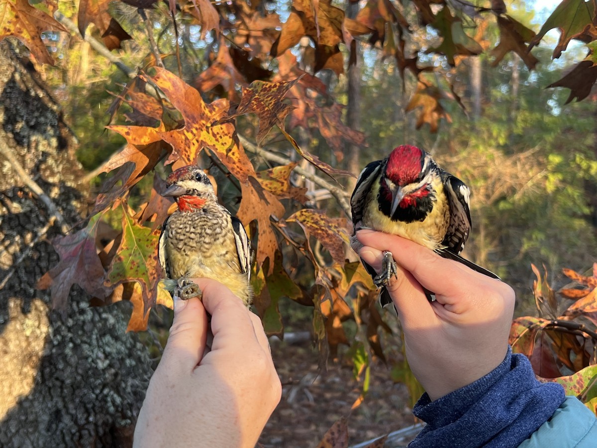 Yellow-bellied Sapsucker - ML644720947