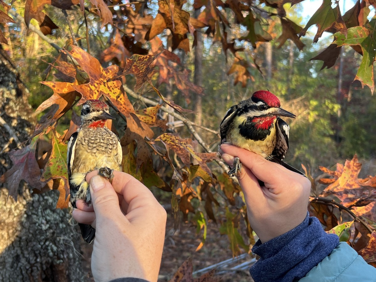 Yellow-bellied Sapsucker - ML644720948