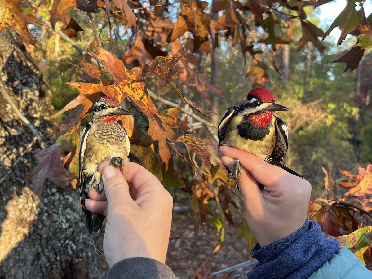 Yellow-bellied Sapsucker - ML644720949