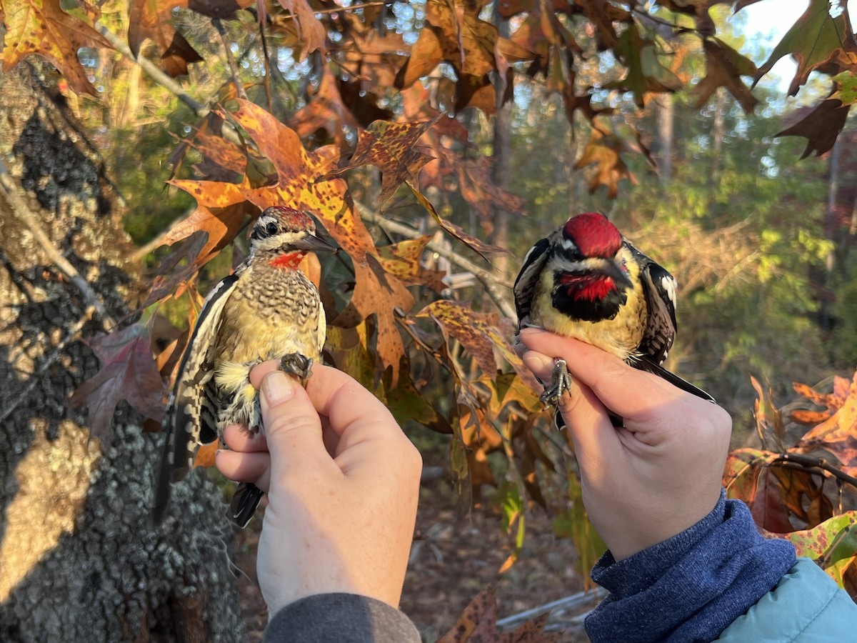 Yellow-bellied Sapsucker - ML644720950