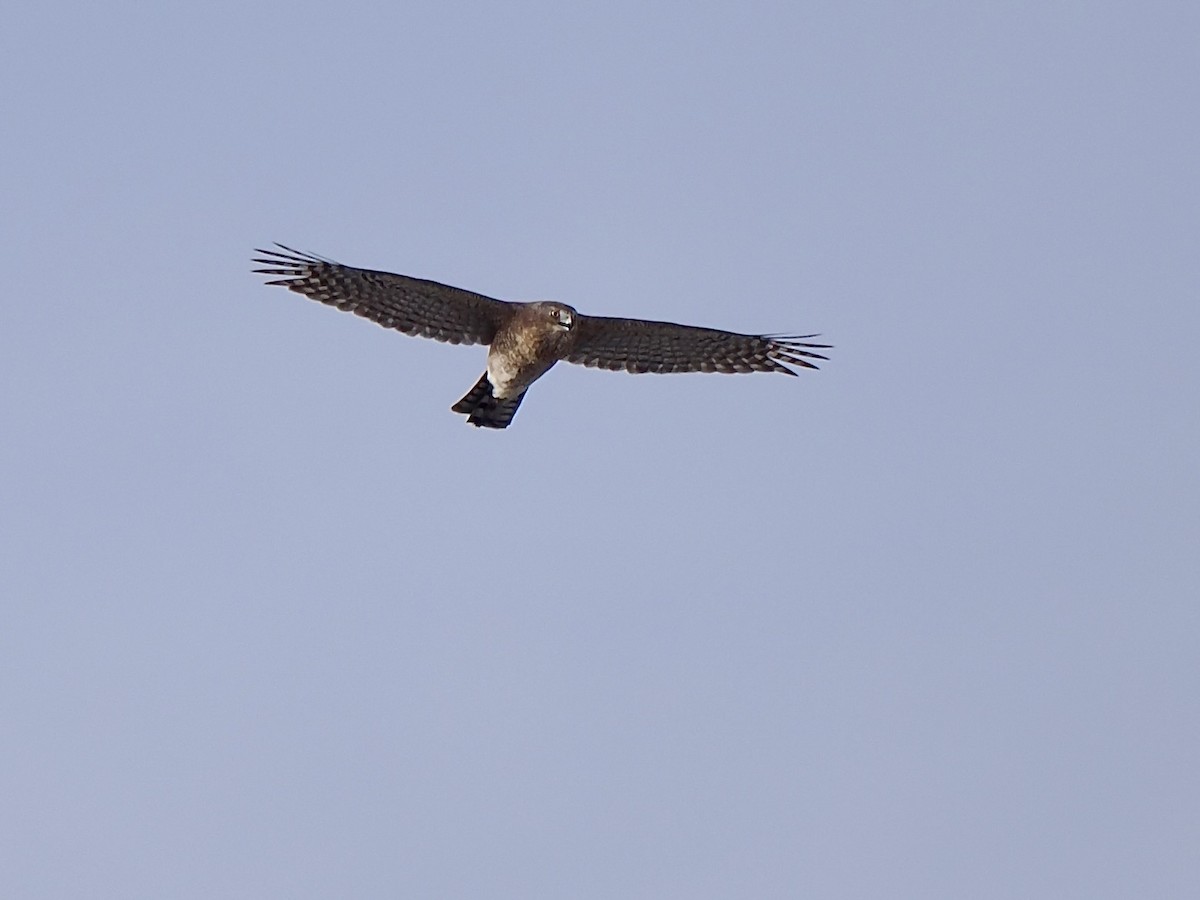 Cooper's Hawk - ML644720951