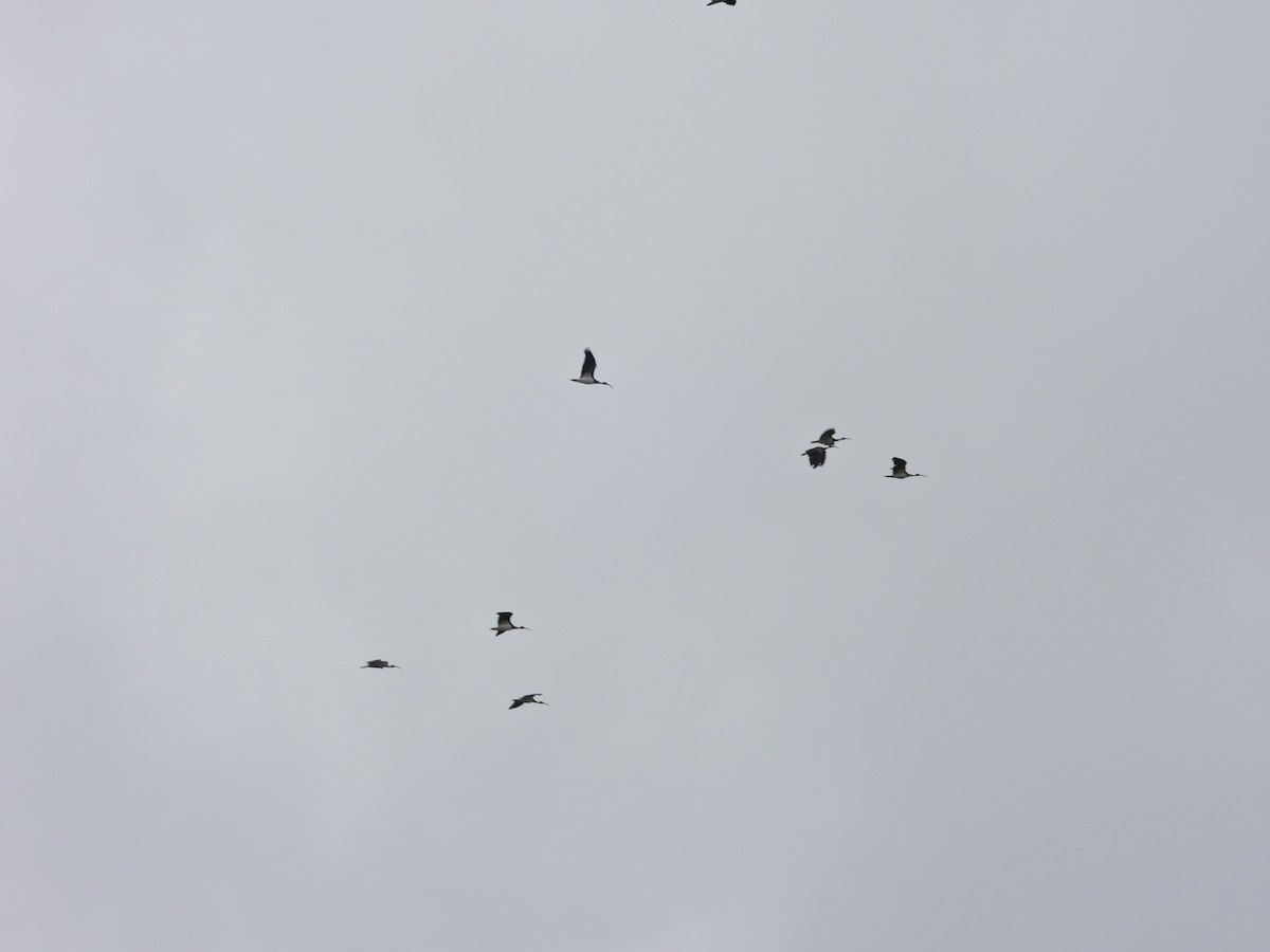 Straw-necked Ibis - ML644720952