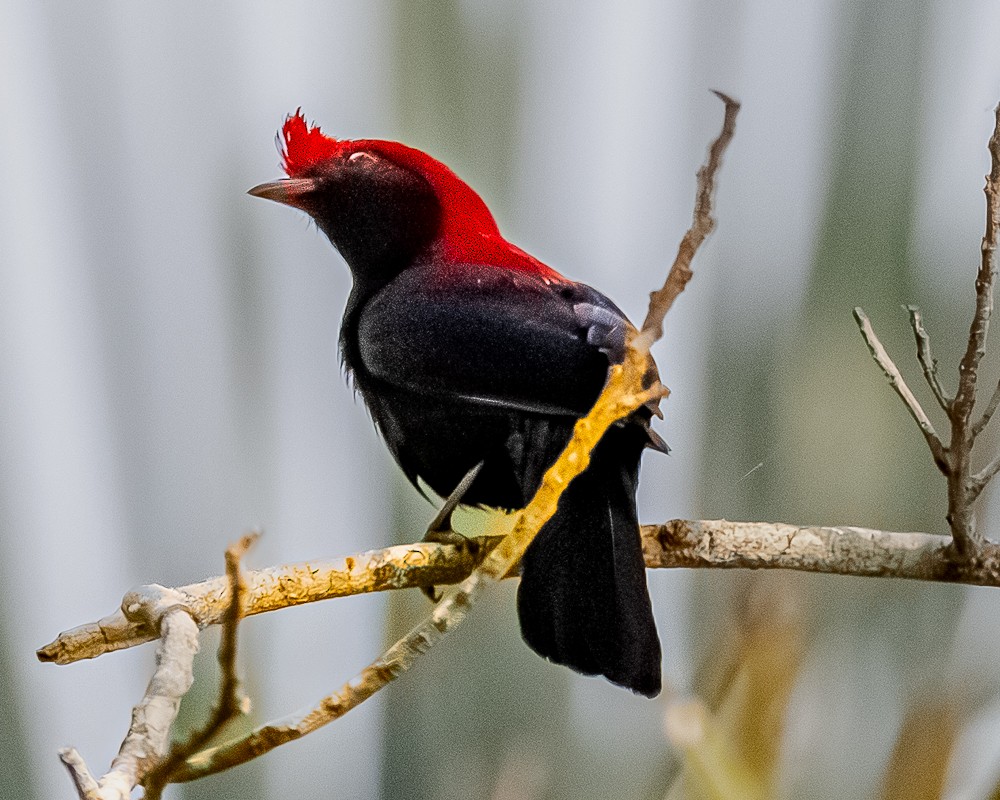 Helmeted Manakin - ML644720953