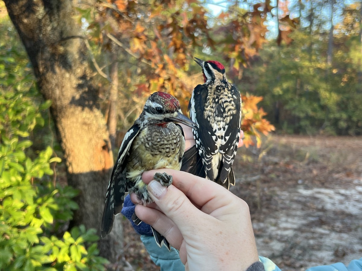 Yellow-bellied Sapsucker - ML644720954