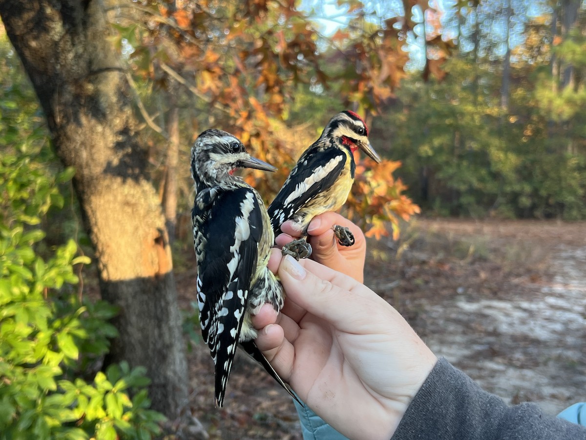 Yellow-bellied Sapsucker - ML644720955