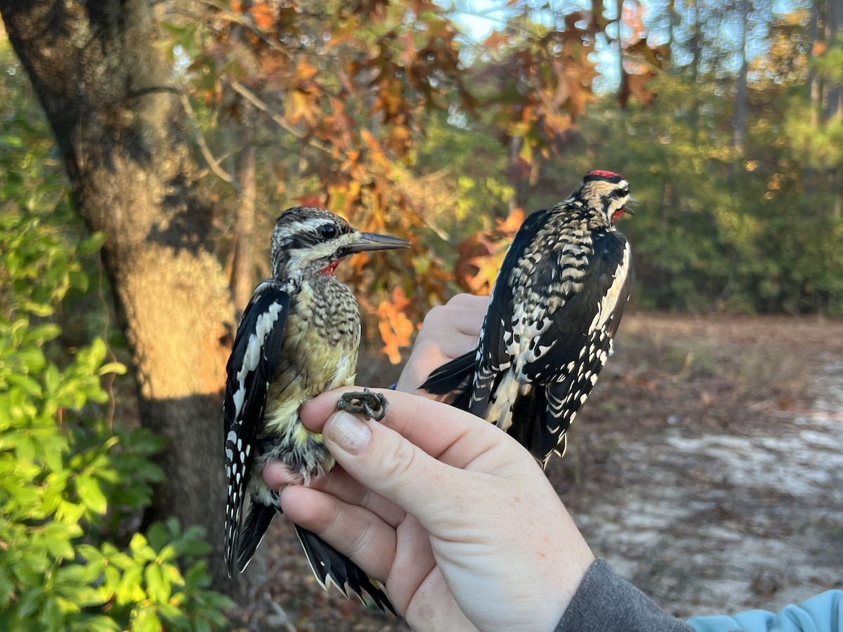 Yellow-bellied Sapsucker - ML644720956