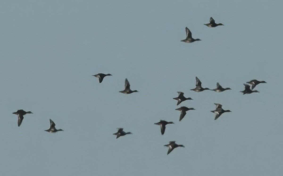 Lesser Scaup - ML644720958