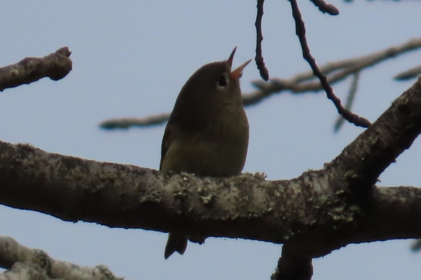 Ruby-crowned Kinglet - ML644720959