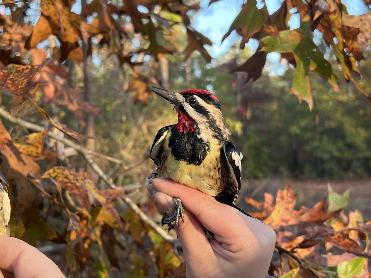 Yellow-bellied Sapsucker - ML644720960
