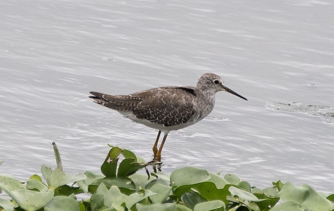 Lesser Yellowlegs - ML644720962