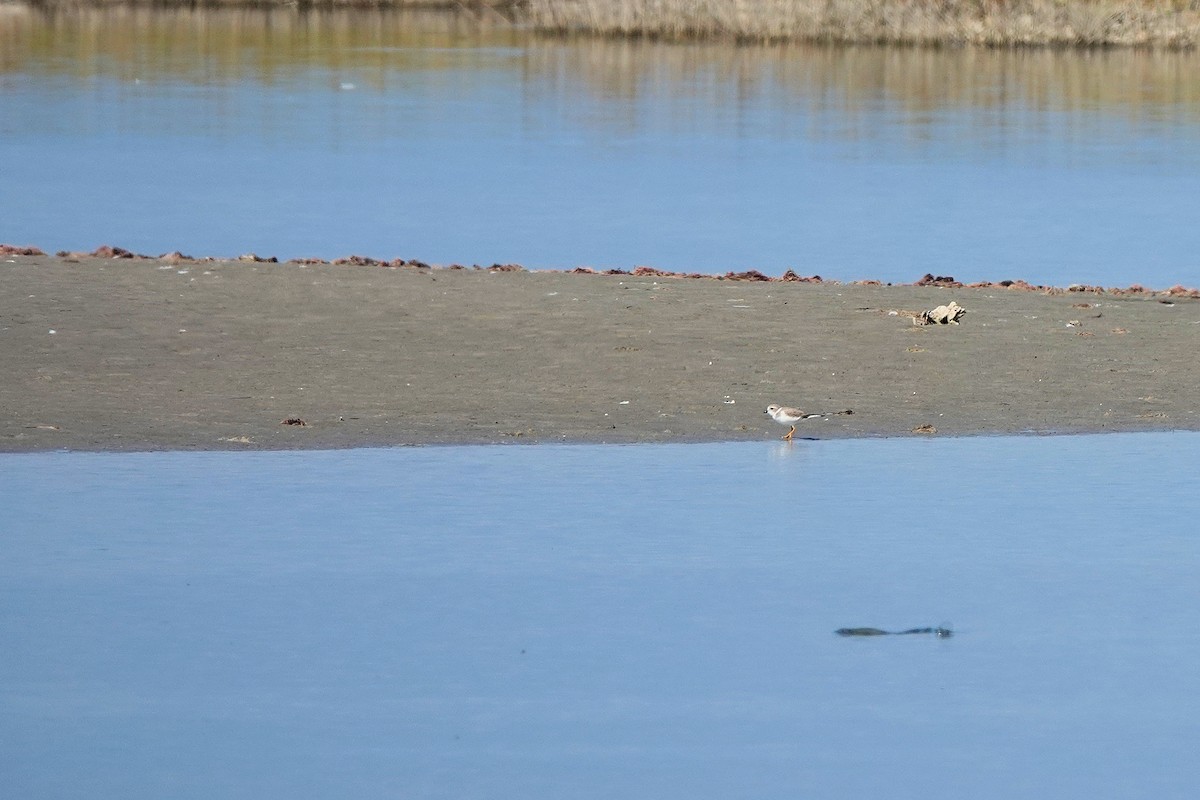 Piping Plover - ML644720963