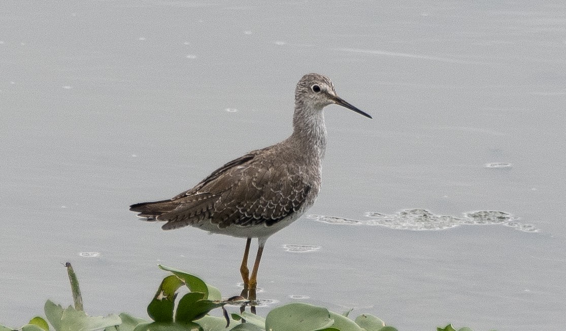 Lesser Yellowlegs - ML644720964