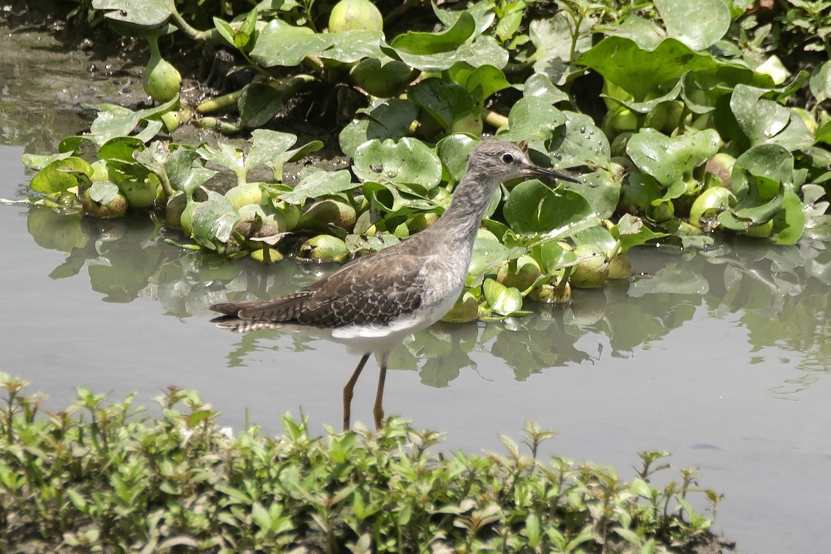 Lesser Yellowlegs - ML644720967