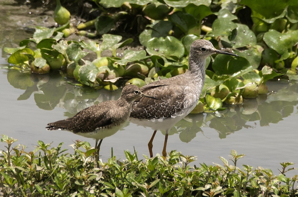 Lesser Yellowlegs - ML644720968