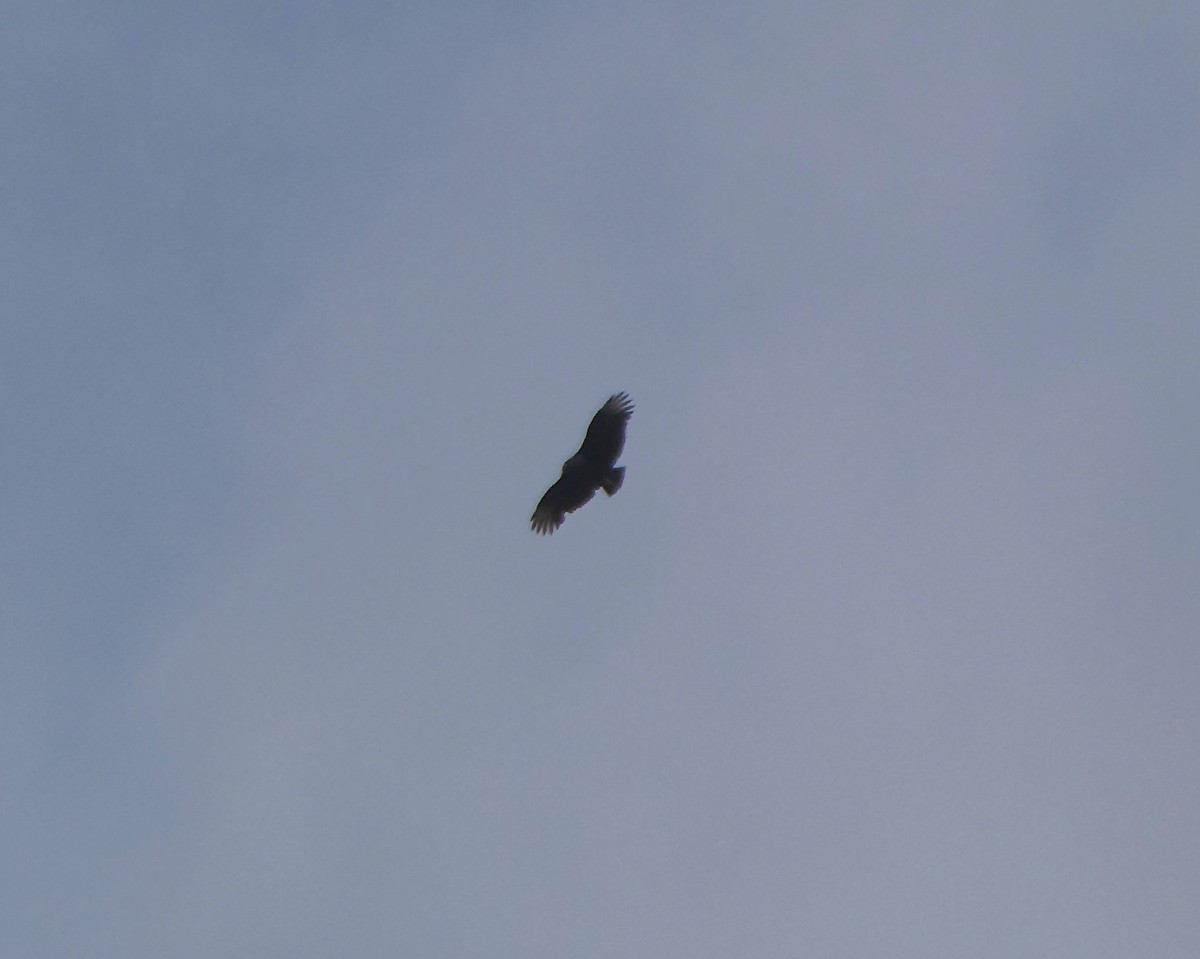 Black Vulture - ML644720977