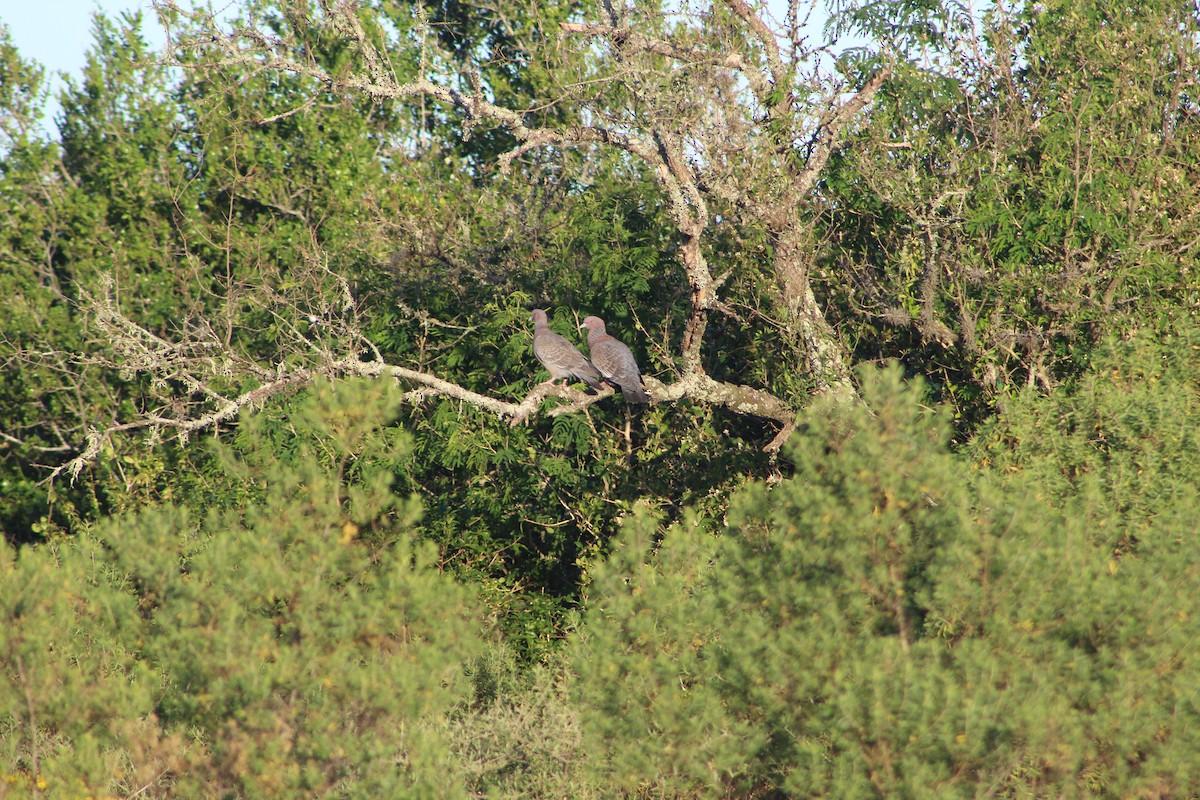 Темнохвостый голубь - ML644720987