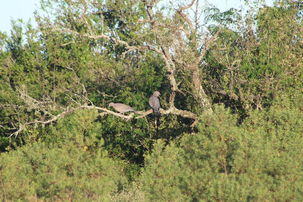 Темнохвостый голубь - ML644720988