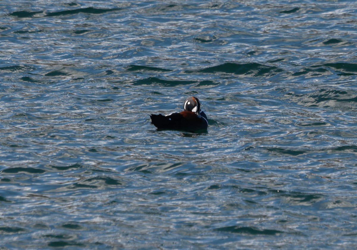 Harlequin Duck - ML644720993