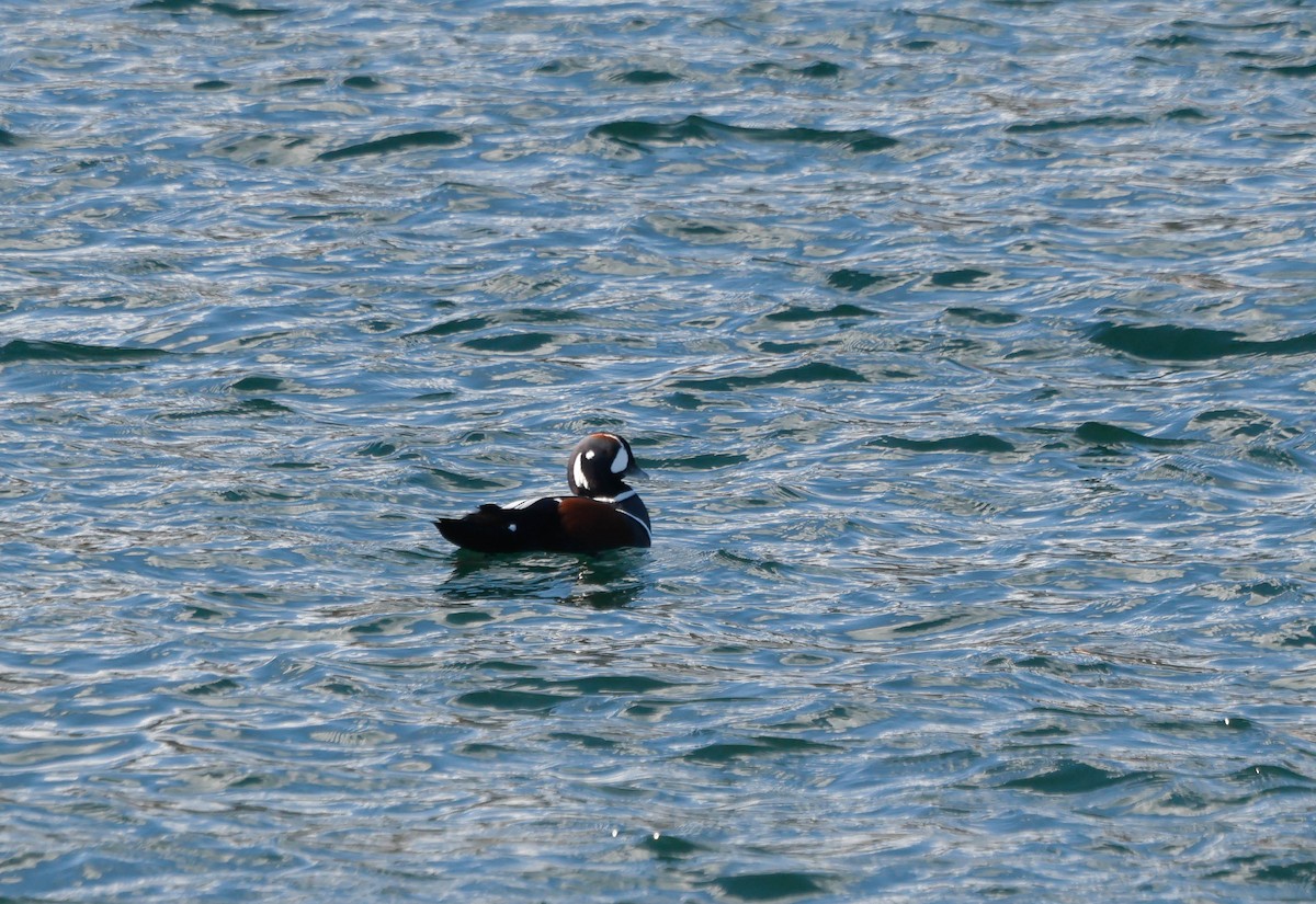 Harlequin Duck - ML644720994