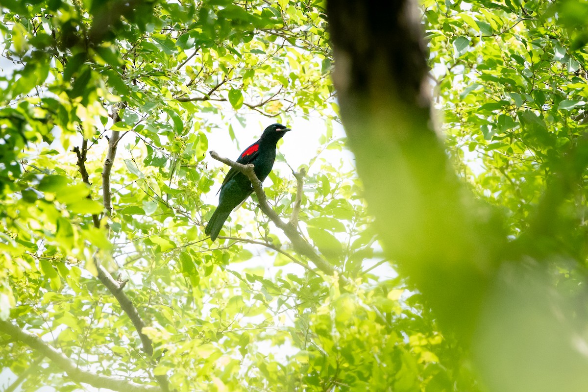 Al Omuzlu Tırtılyiyen - ML644720998