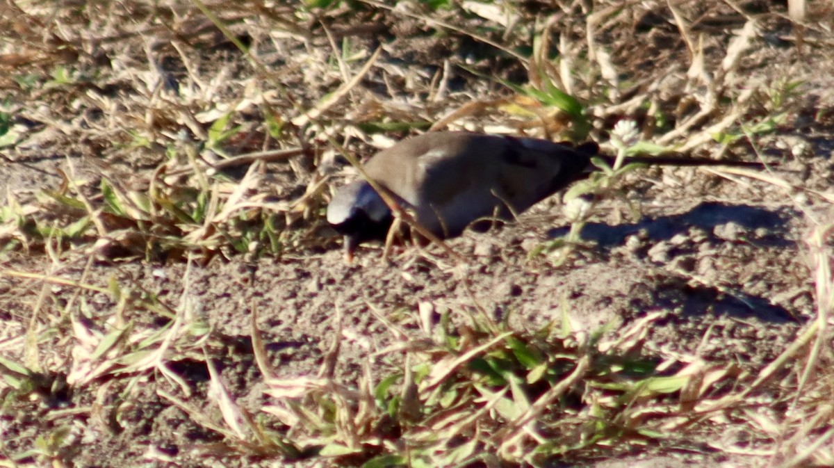 maskedue - ML644721008