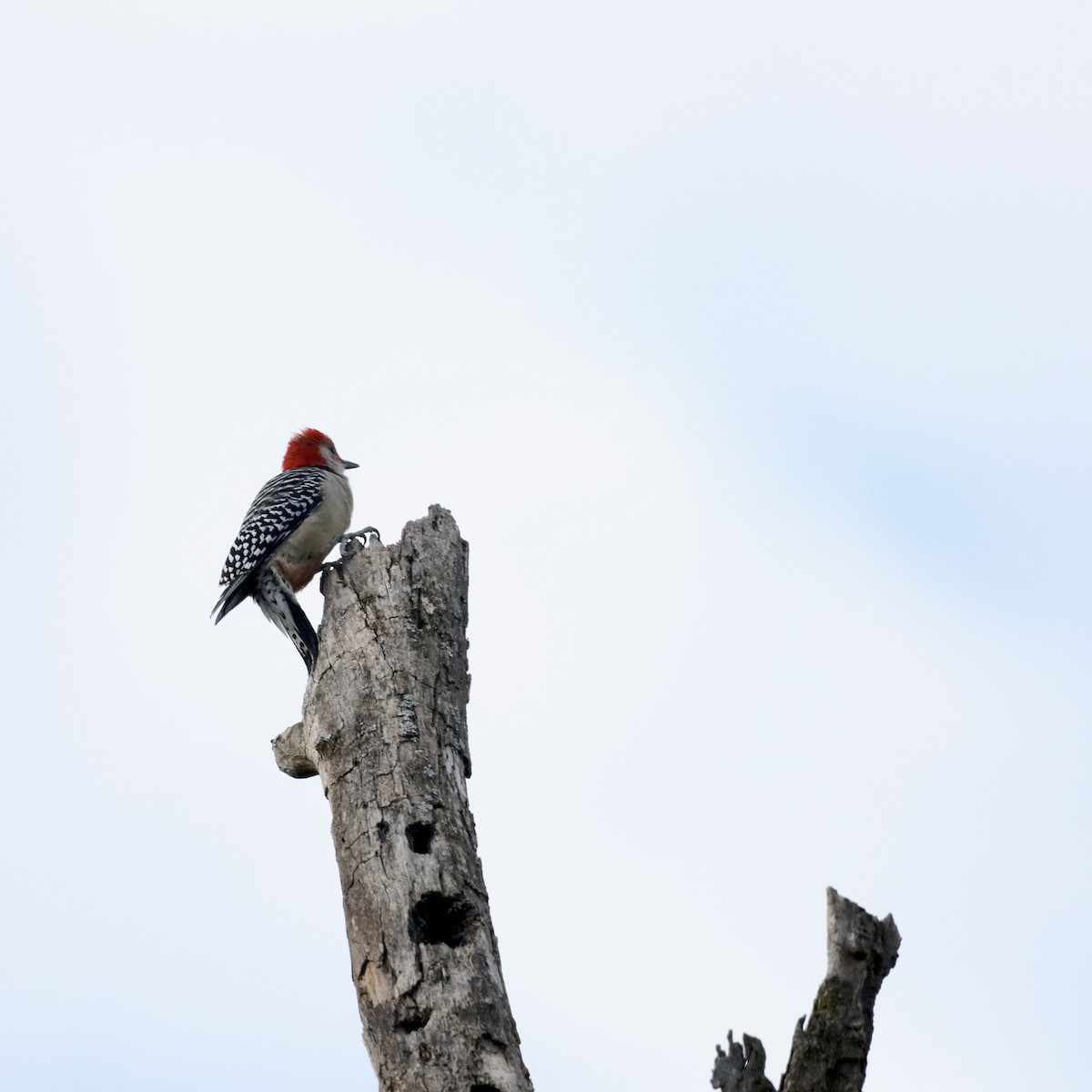 Carolinaspecht - ML644721009