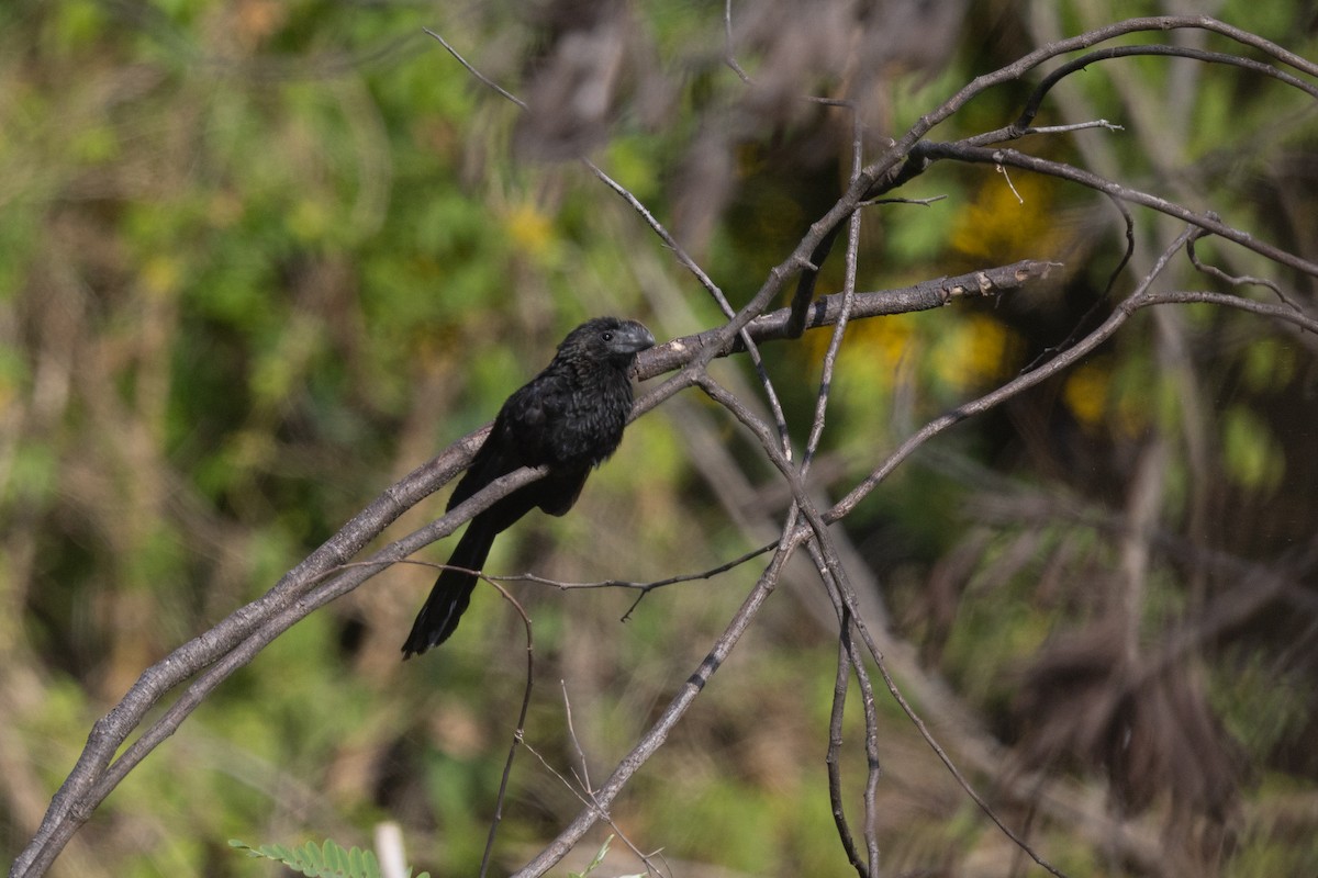 Düz Gagalı Ani - ML644721016