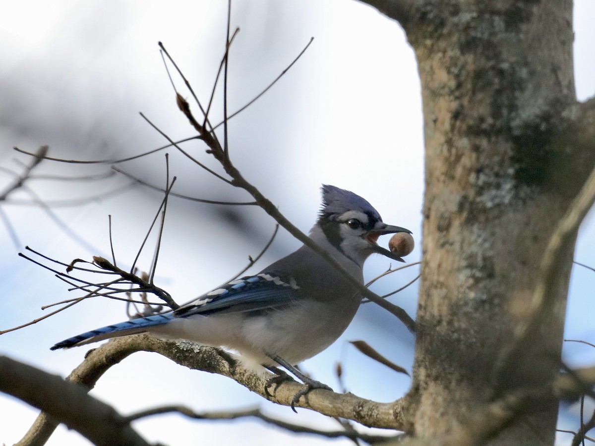 Blue Jay - ML644721017