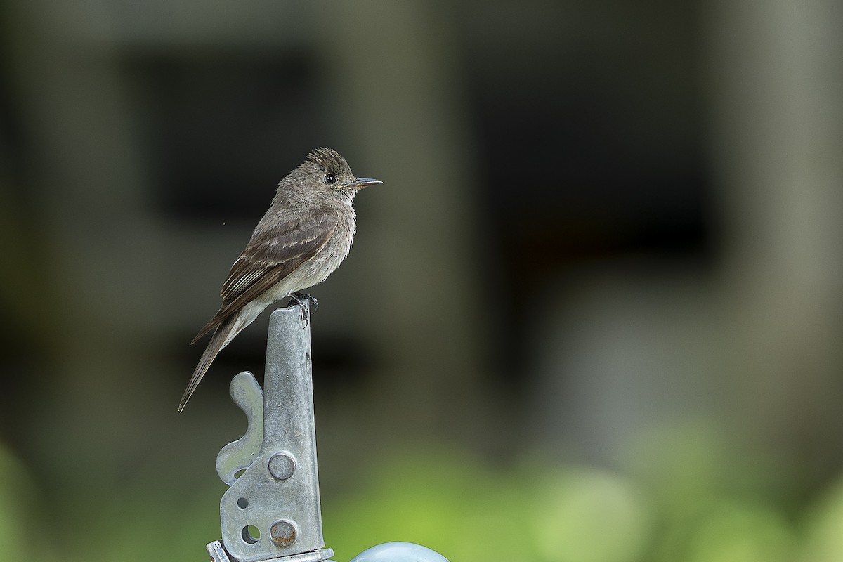 Pioui de l'Ouest - ML644721029