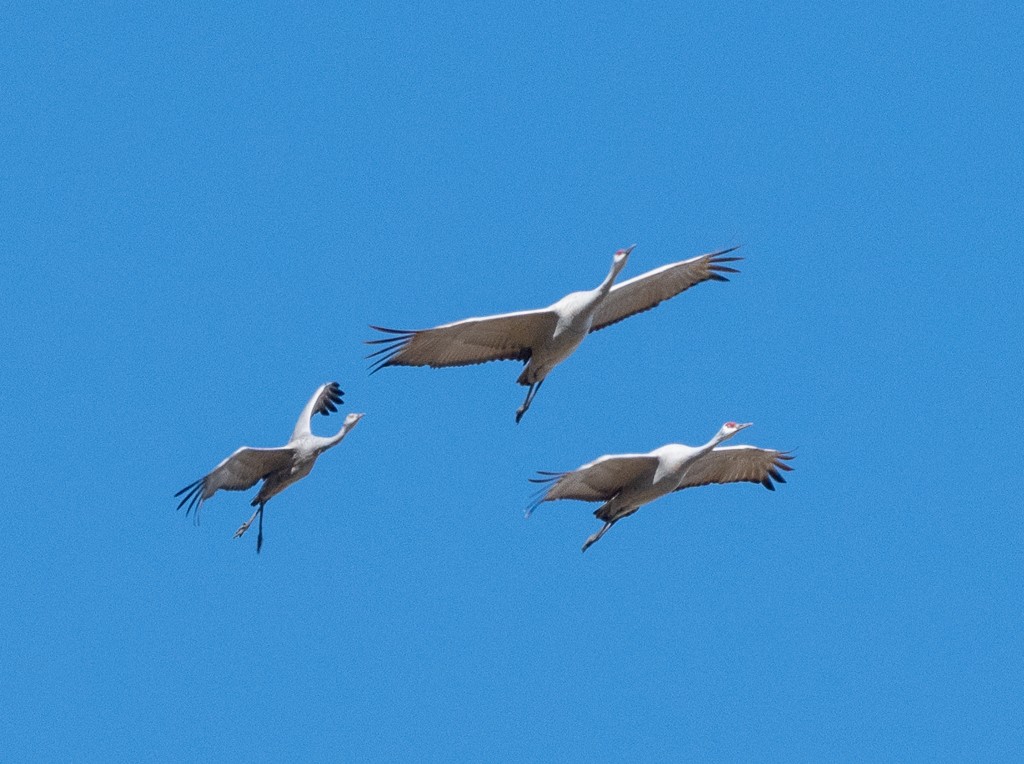 沙丘鶴 - ML644721032