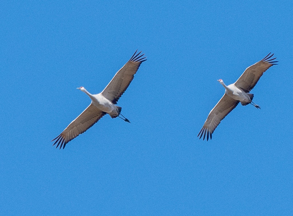 沙丘鶴 - ML644721033