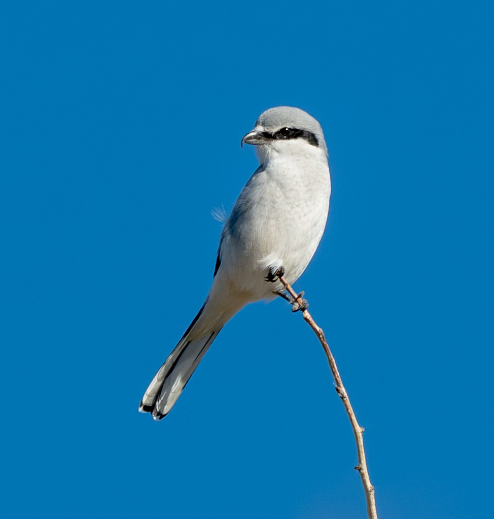 Northern Shrike - ML644721050