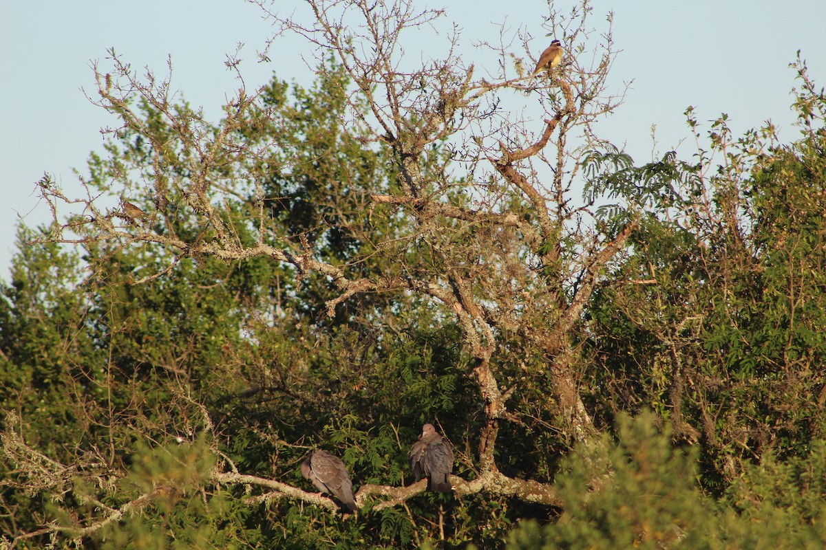 Темнохвостый голубь - ML644721057