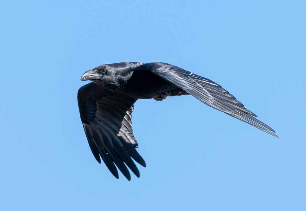 Common Raven - ML644721058