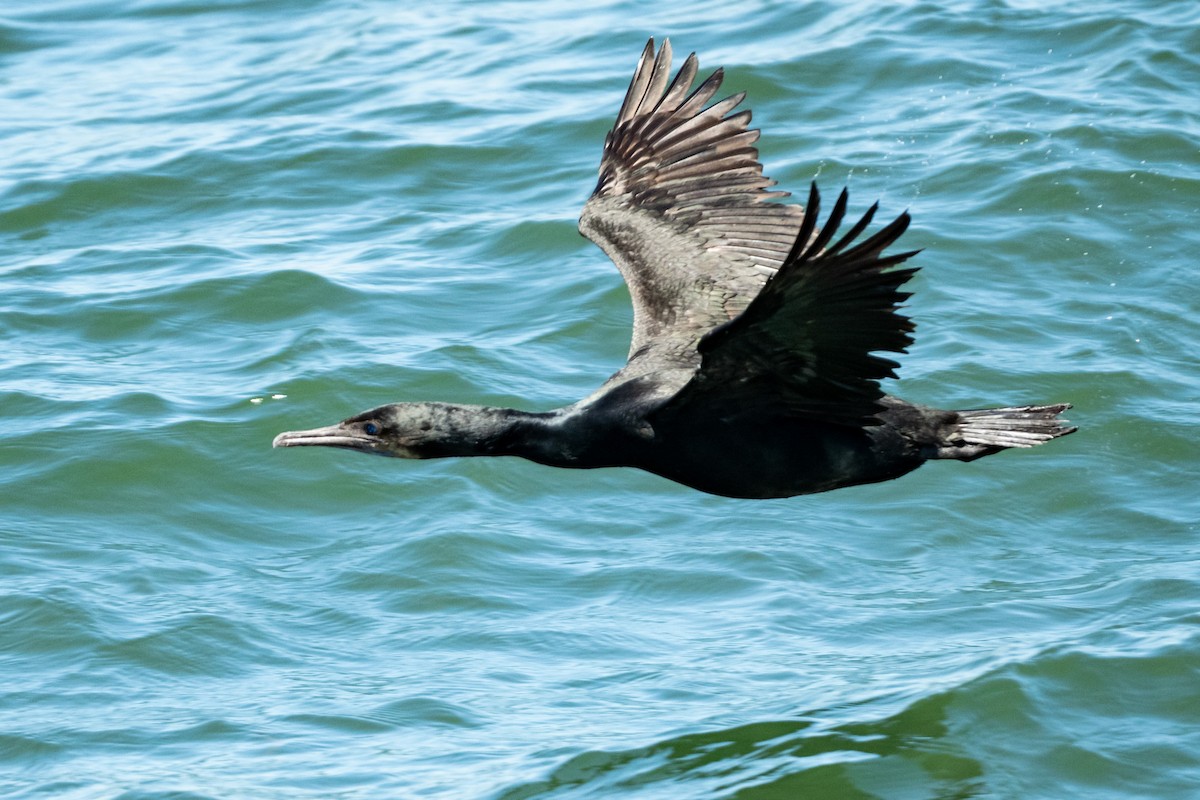 Brandt's Cormorant - ML644721063