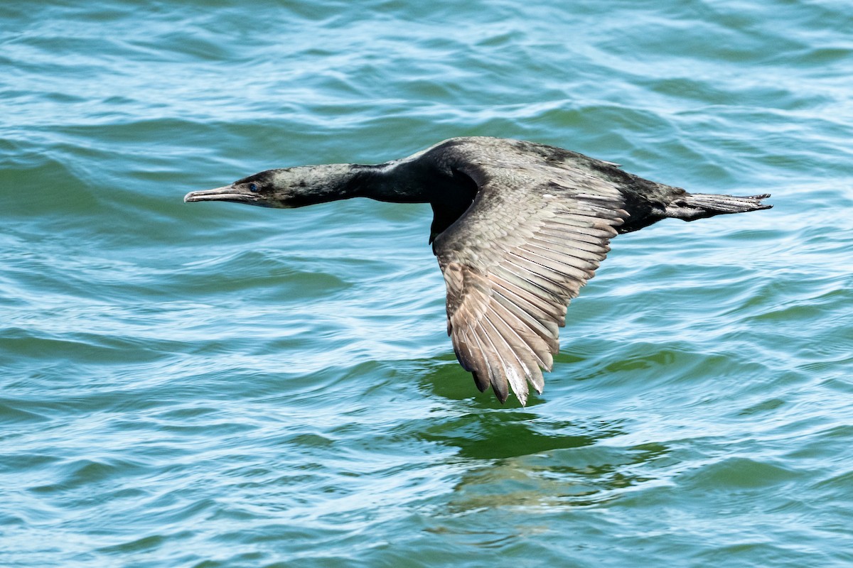Brandt's Cormorant - ML644721064