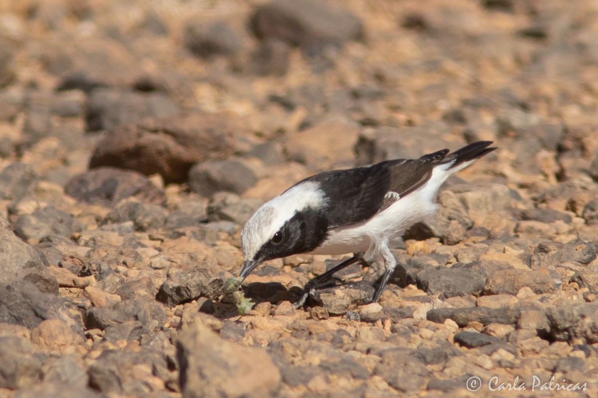 Mourning Wheatear (Maghreb) - ML644721066