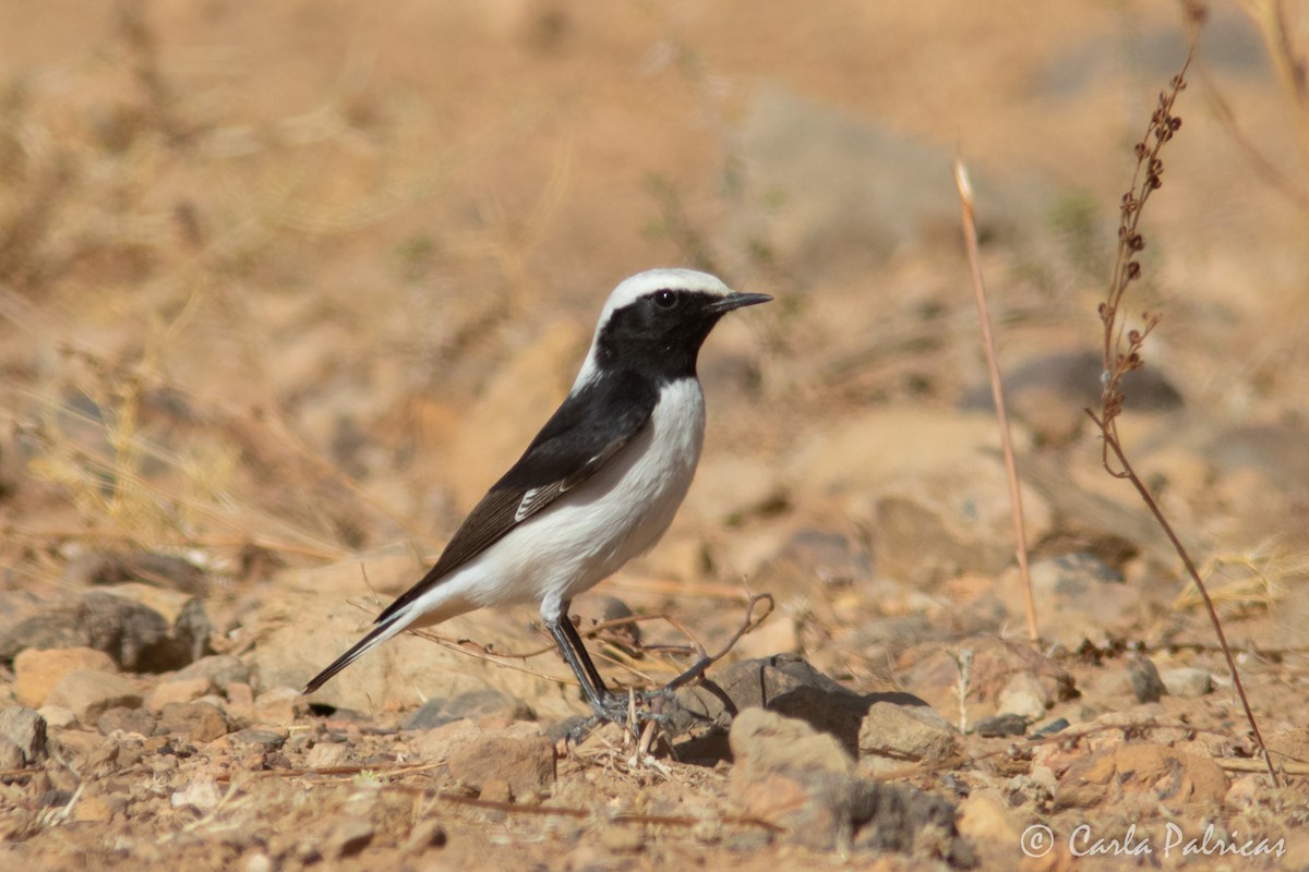 Mourning Wheatear (Maghreb) - ML644721067
