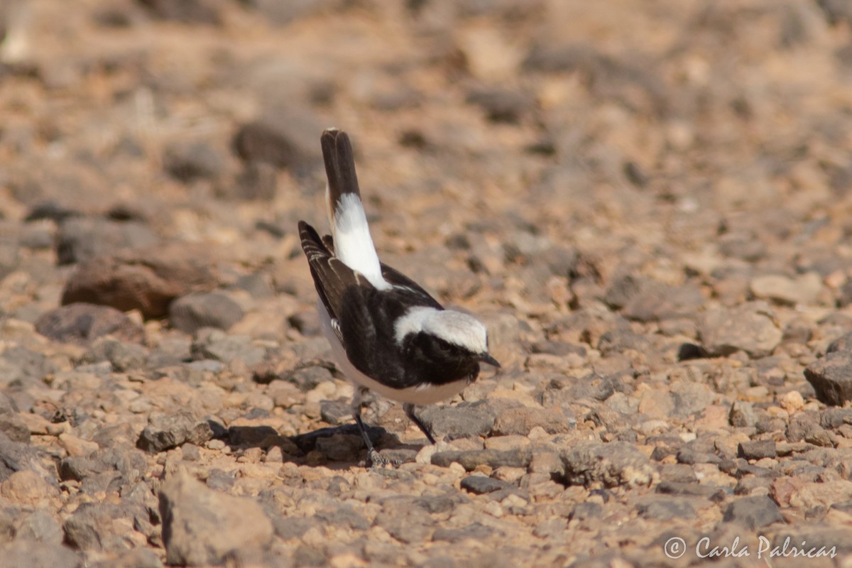 Mourning Wheatear (Maghreb) - ML644721068