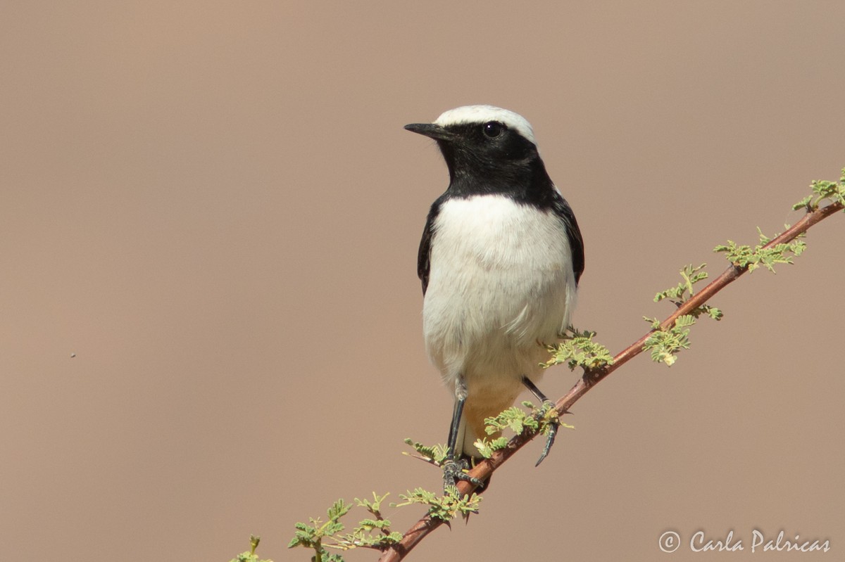Mourning Wheatear (Maghreb) - ML644721069