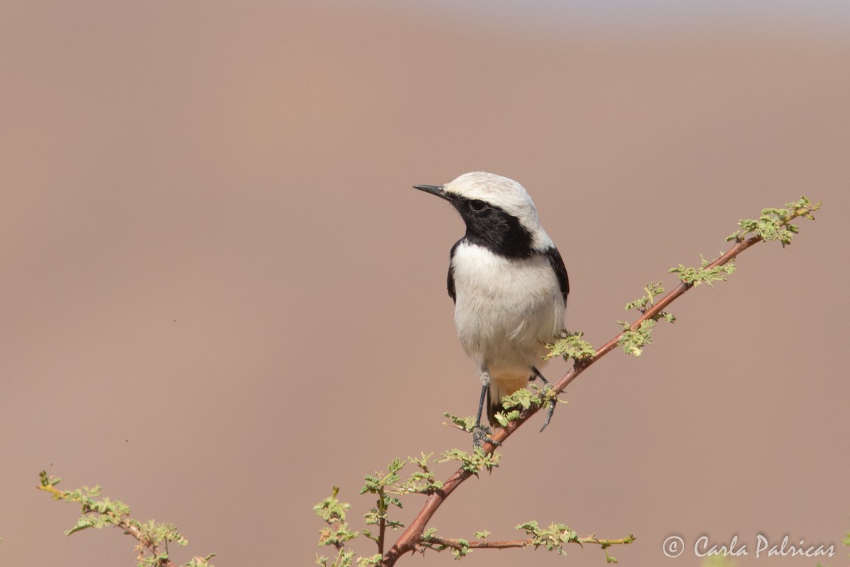 Mourning Wheatear (Maghreb) - ML644721070